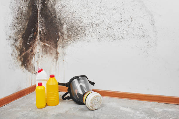 Office Mold Removal Services in Refugio, TX