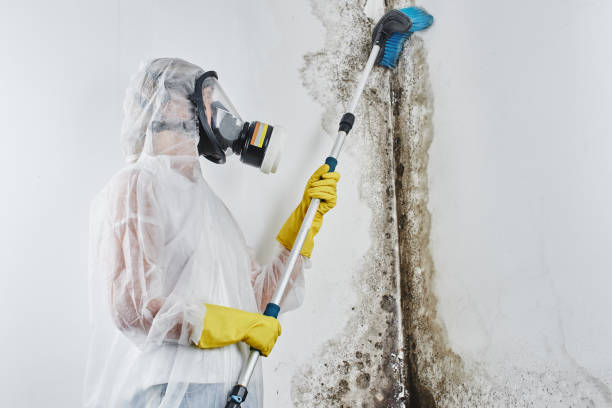 Best Professional Mold Removal  in Refugio, TX