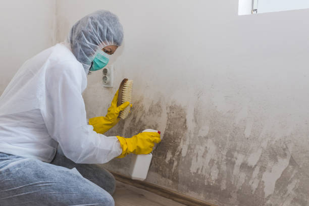Mold Removal Process in Refugio, TX