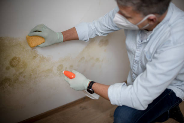 Attic Mold Removal in Refugio, TX