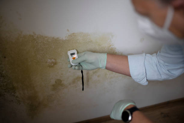 Refugio, TX Mold Removal Company