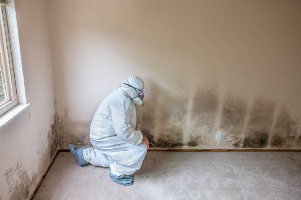 Best Office Mold Removal Services  in Refugio, TX